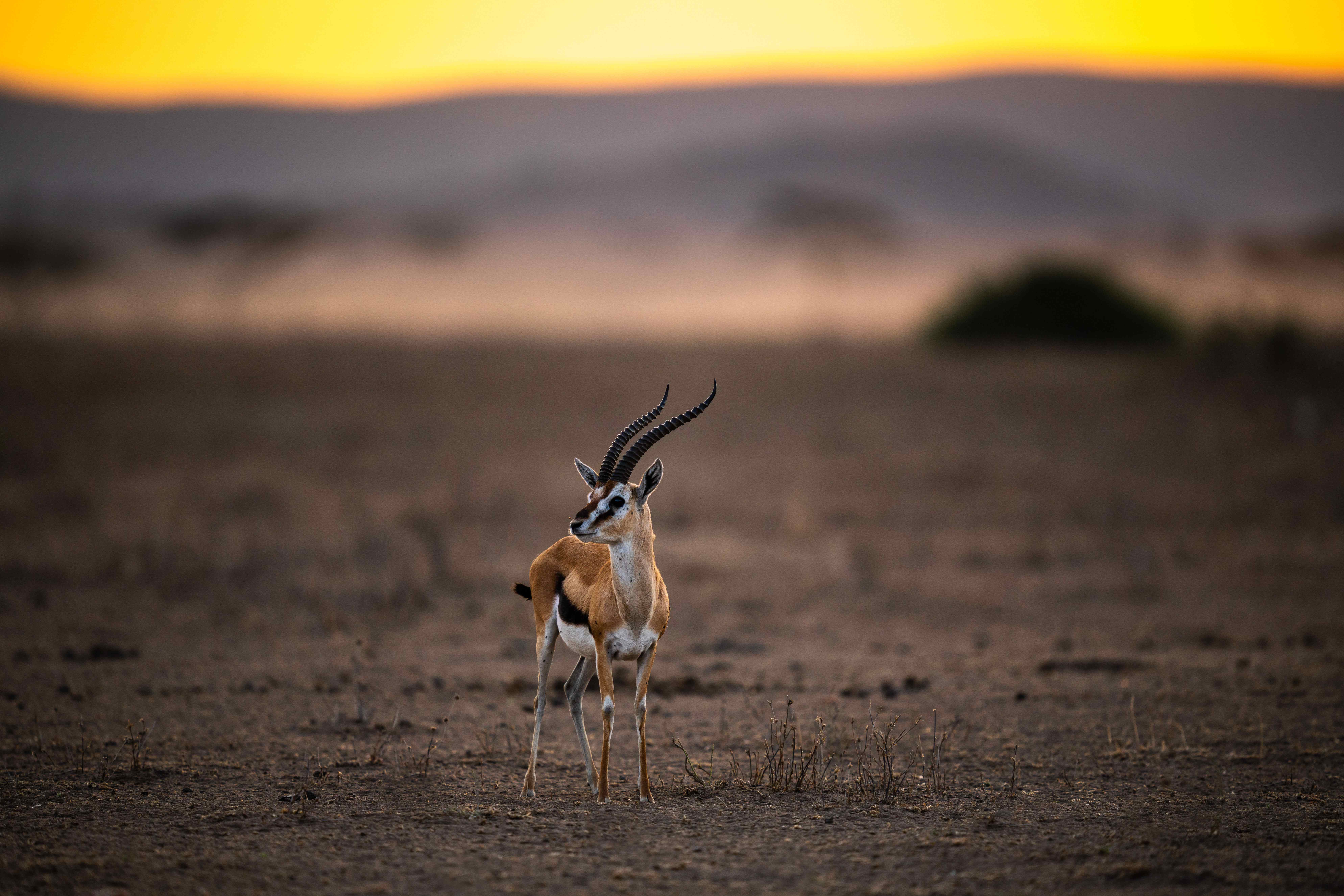 Gazelle in African savanna at sunset