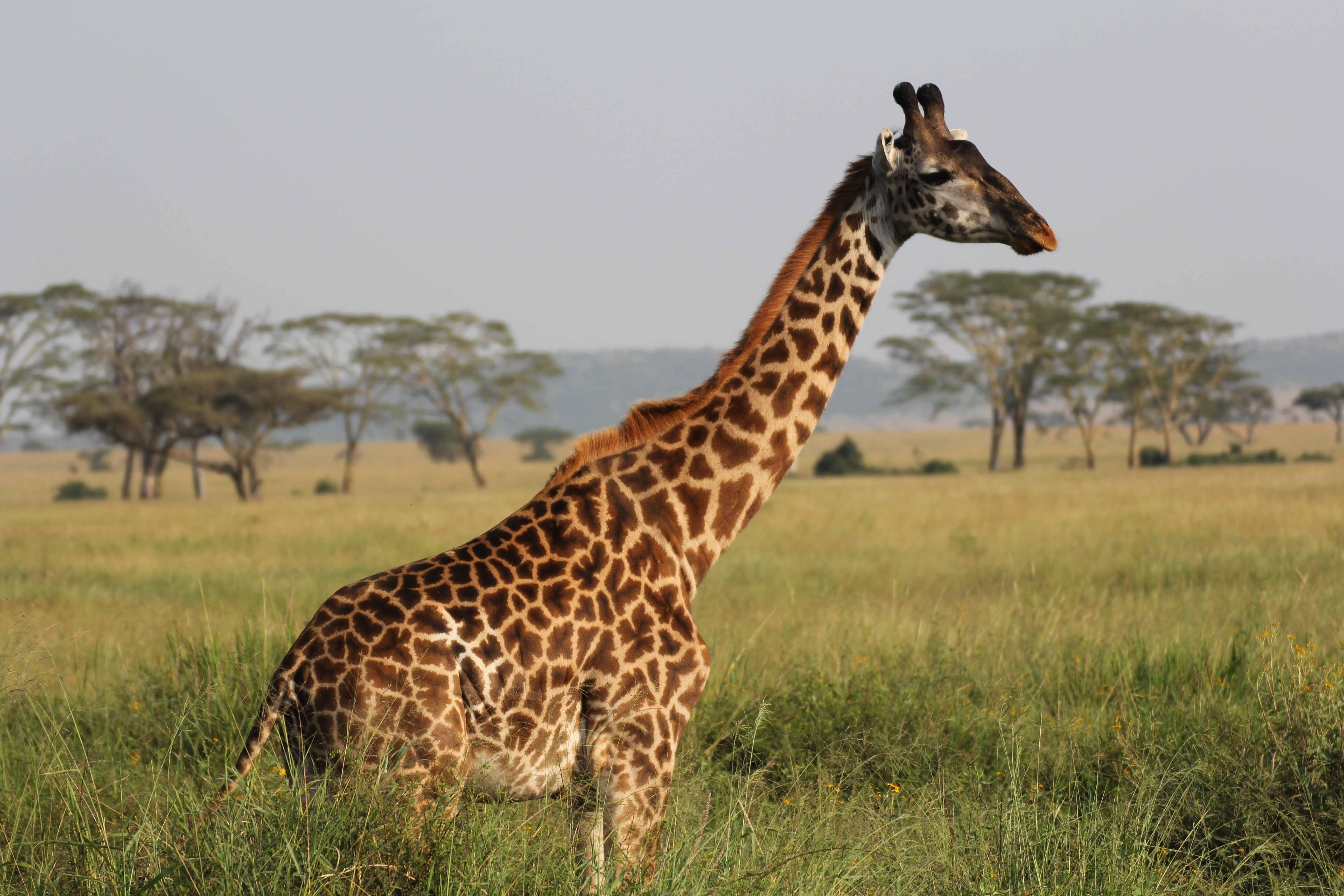 Giraffe in Serengeti National Park Tanzania
