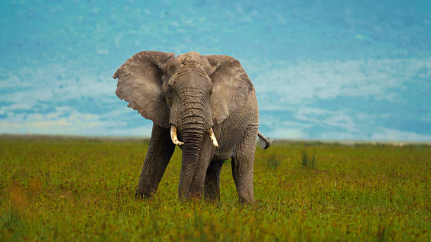 Elephant Kingdom Safari