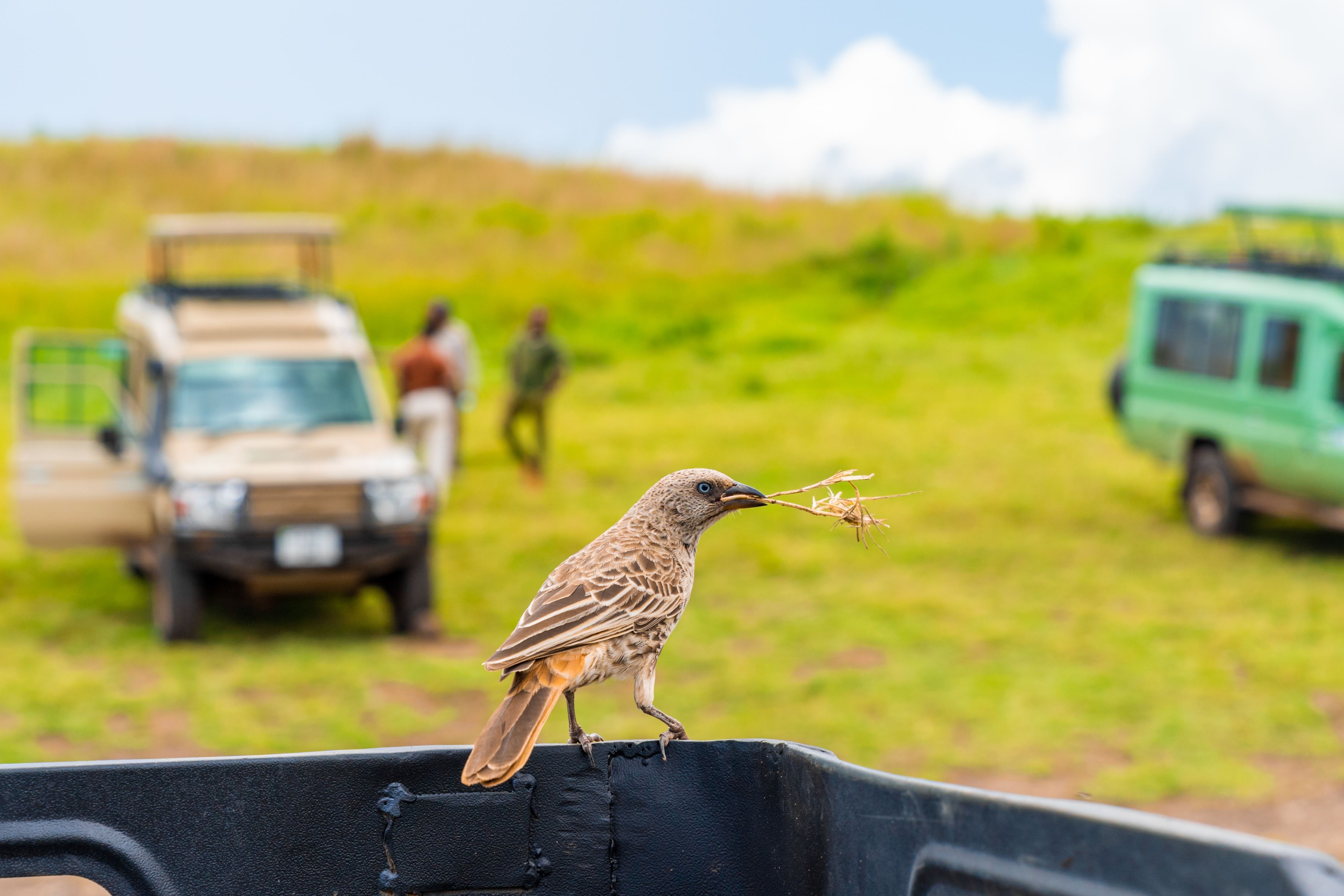 Safari bird on vehicle with safari cars in background