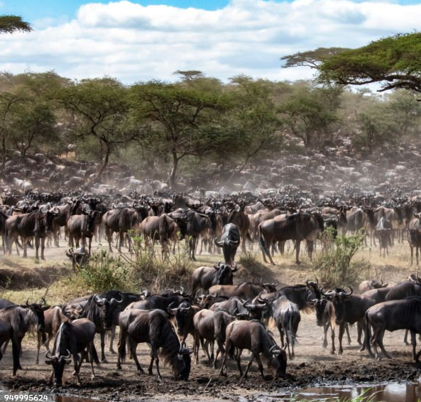 Wildebeest migration in Serengeti National Park